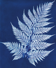 Cyanotype